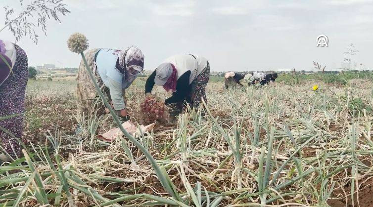 Hasadı başladı kilosu 30 TL. Şafak vakti toplanıyor Kansere kalkan oluyor - Resim: 15